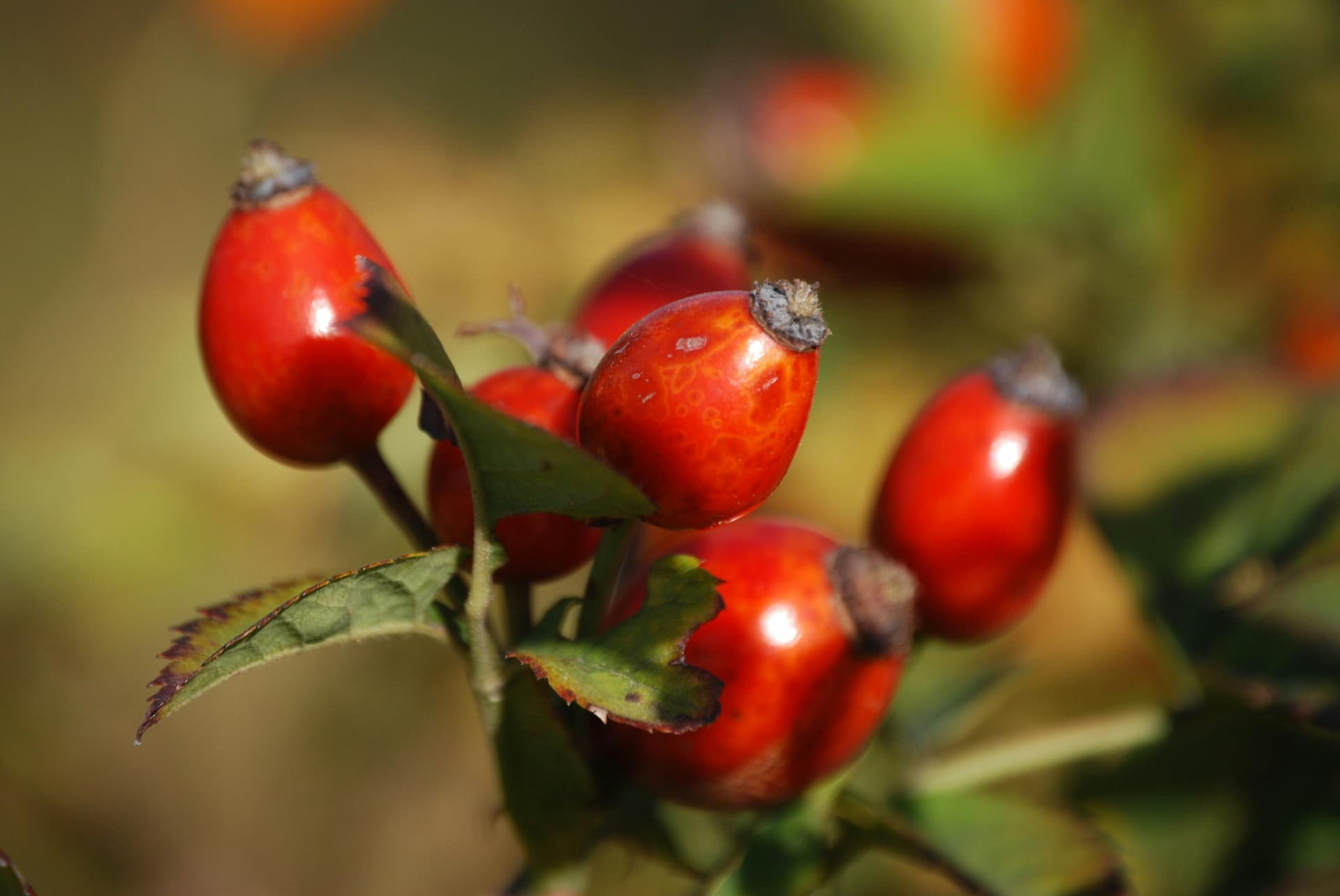 Rose hip Products